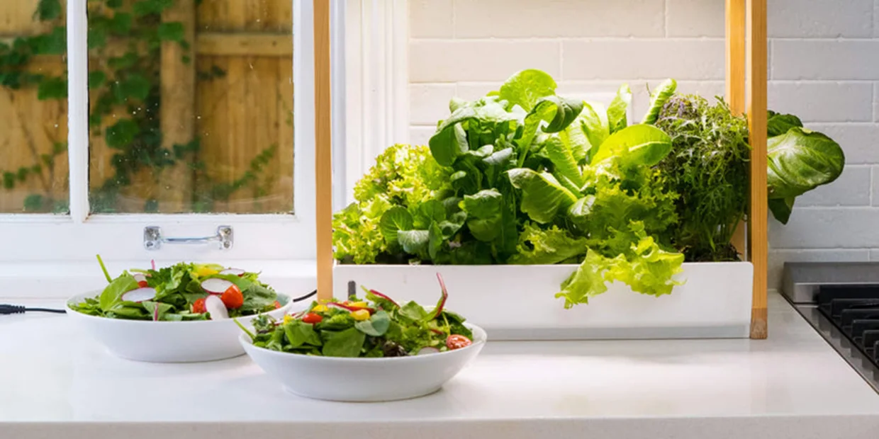 Grow Fresh Herbs and Veggies with Indoor Smart Gardens